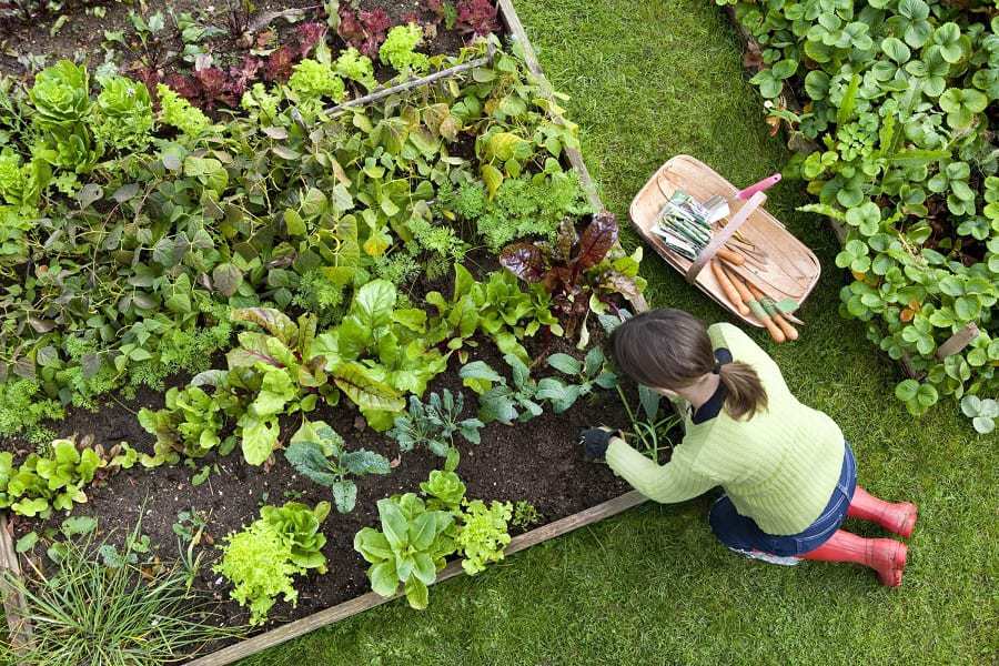 In the Long Run Organic Garden