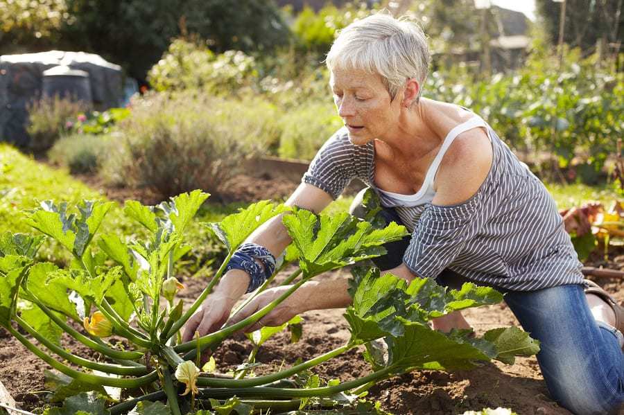 Working in an organic garden