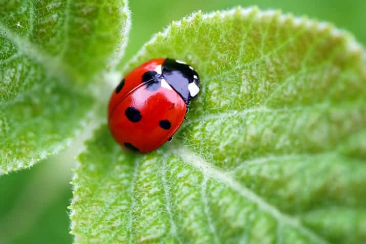 Organic Gardening Wildlife