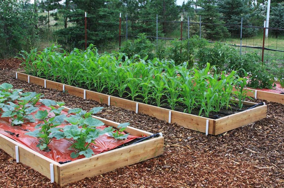 Raised Bed Garden