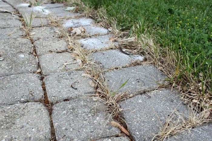 Salting Dandelion