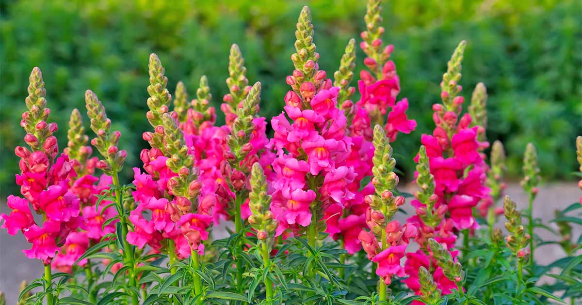 Snapdragon Plant