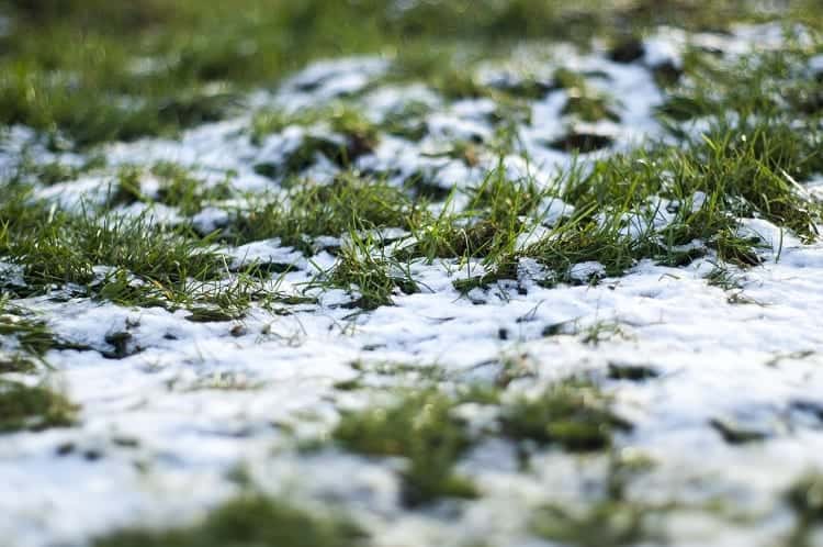 Lawn Under Snow