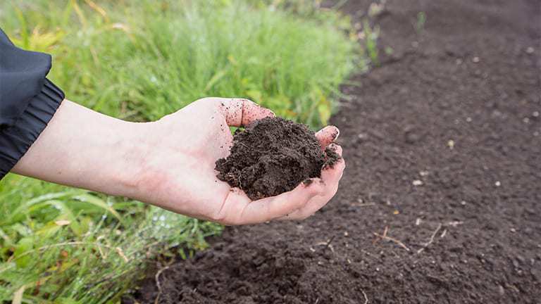 pH of The Soil - Why Is It Important 4 Importance of Ph