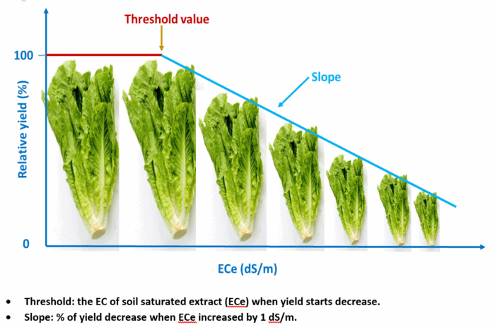 Soil Salinity in ground and it's effecting on plants