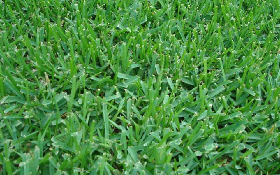 St. Augustine Grass