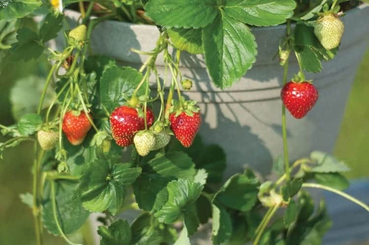 Growing Strawberries In Greenhouse