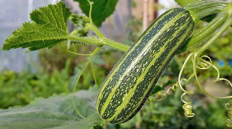 How do Mini Greenhouses work? A Beginner's Introduction 6 Growing Summer Squash