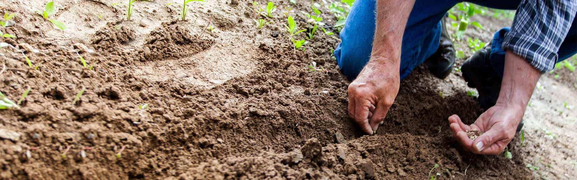 How To Prepare Garden Soil For Next Season 13 Tilling the soil