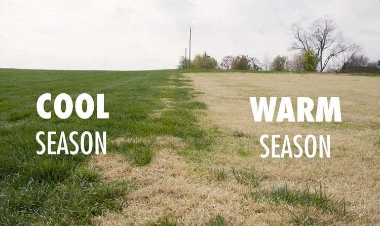 Cool Season vs Warm Season Grass 