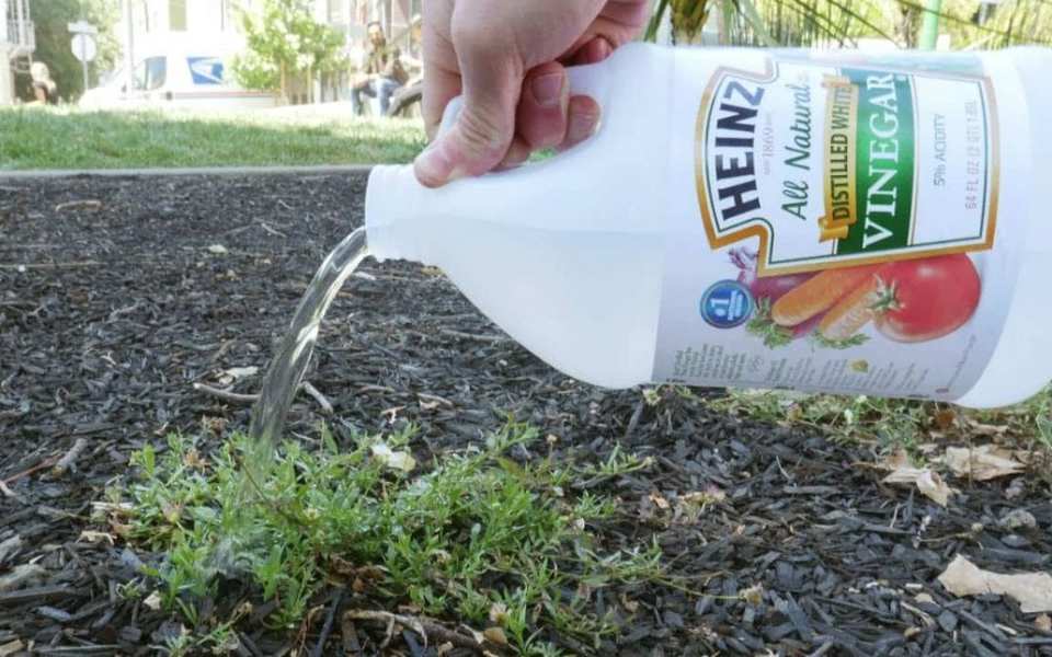 Herbicide as vinegar