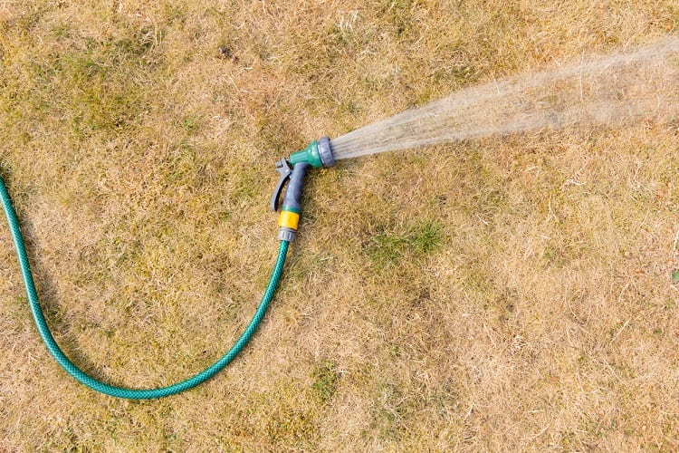 How To Revive Dead Grass: A Complete Guide 4 Hose On Parched Grass