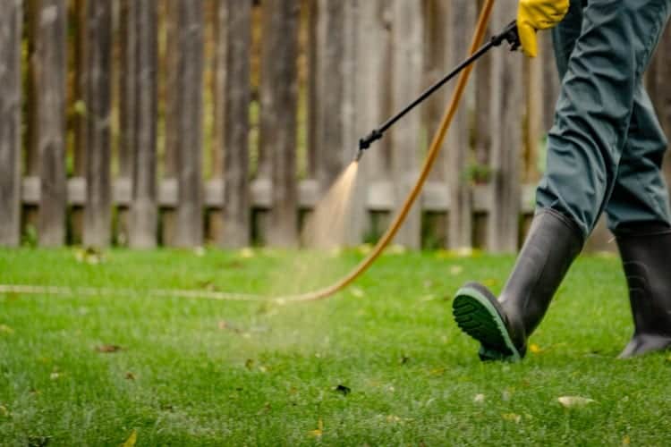 Killing Lawn Weeds