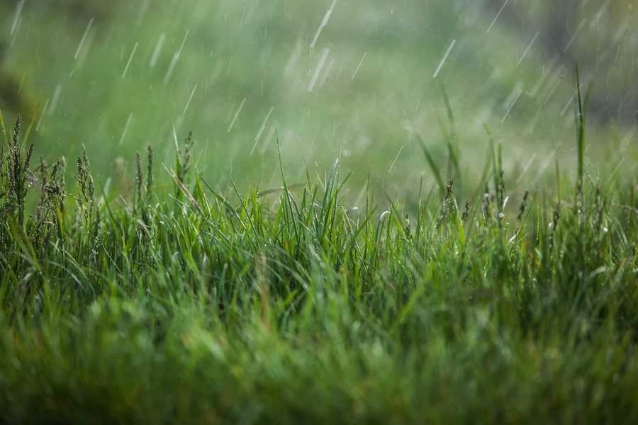 Electric Vs Gas Lawn Mower 11 Don't mow the wet grass in rain with an electric lawnmower