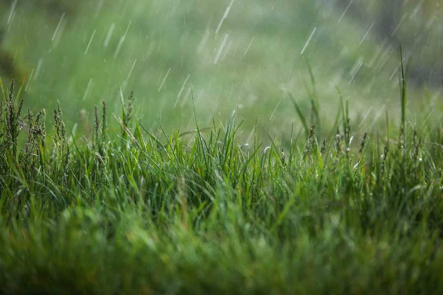 Don't mow the wet grass in rain with an electric lawnmower