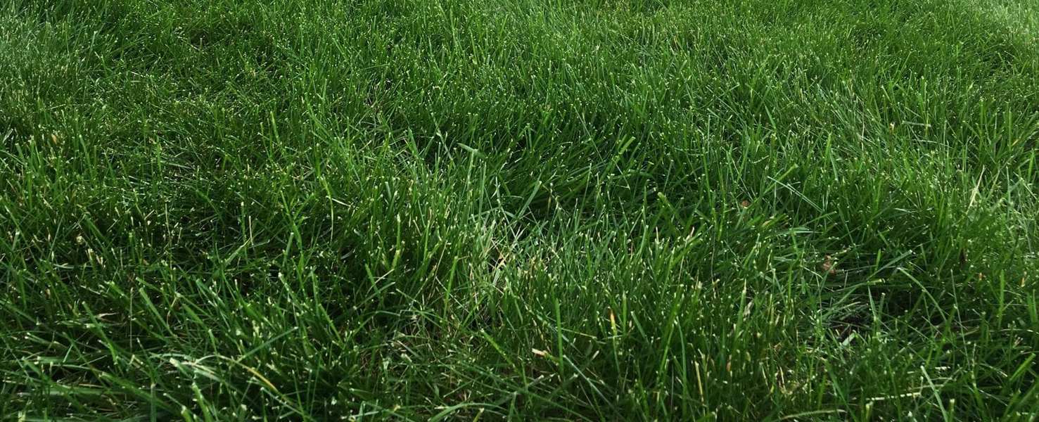 What's The Difference Between Lawn, Yard, Turf, And Garden?