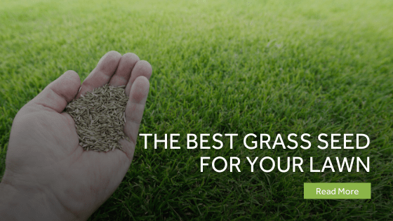 best grass seed