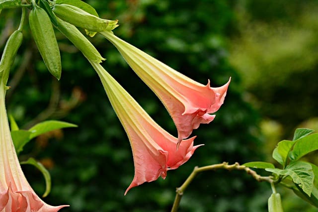 20 Common Types of Bell Shaped Flowers 3 angel's trumpet bellflower