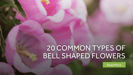 bell shaped flowers