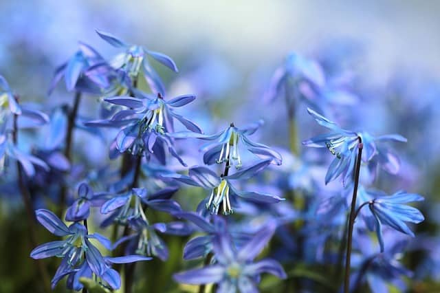 20 Common Types of Bell Shaped Flowers 4 bluebells