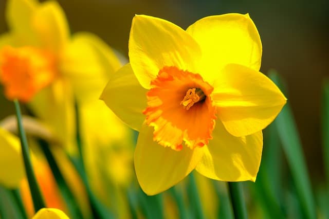 20 Common Types of Bell Shaped Flowers 7 daffodil
