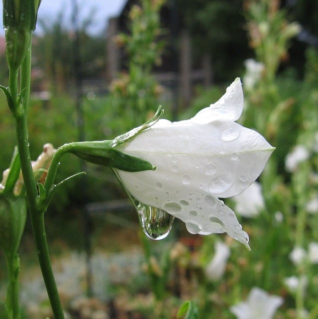 white bellflower