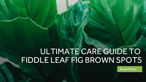fiddle leaf fig brown spots