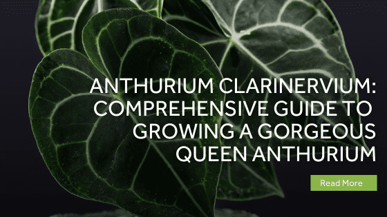 anthurium clarinervium