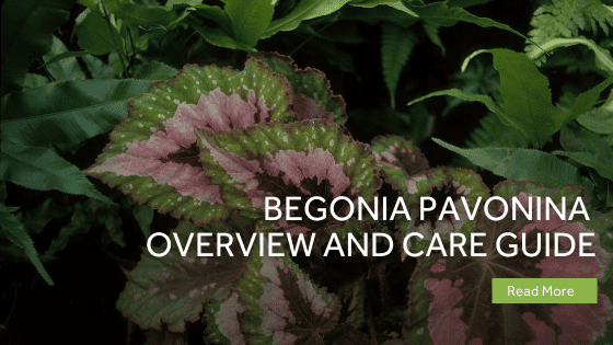 begonia pavonina