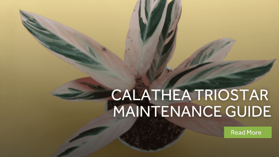 calathea triostar