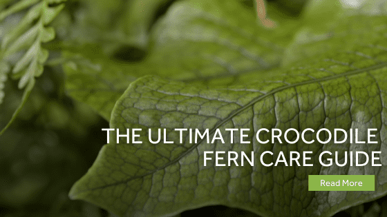 crocodile fern care