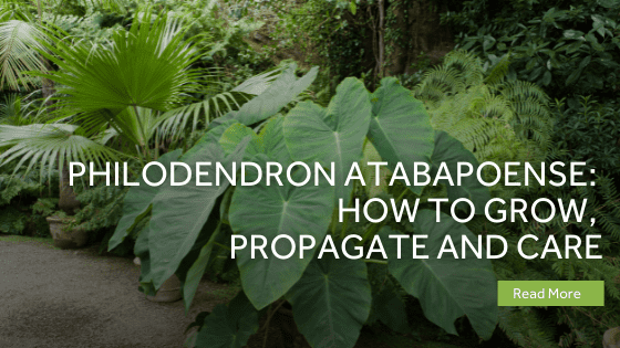 philodendron atabapoense