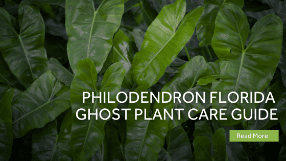 philodendron florida ghost plant