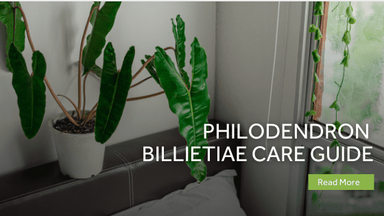 Philodendron Billietiae