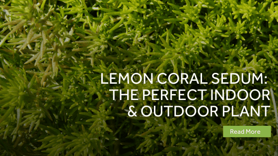lemon coral sedum