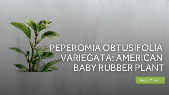 peperomia obtusifolia variegata