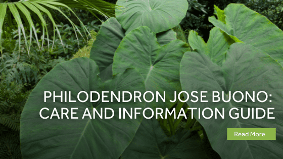 philodendron jose buono