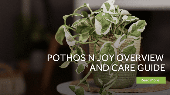 pothos n joy