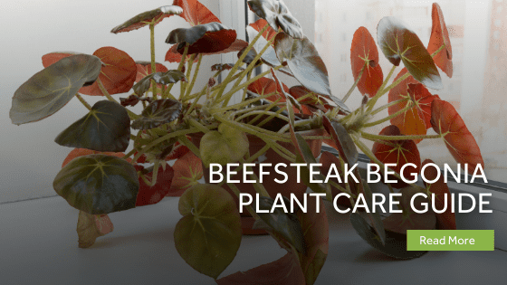 beefsteak begonia