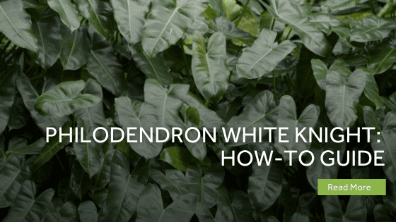 philodendron white knight