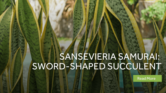 sansevieria samurai