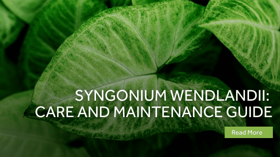 syngonium wendlandii