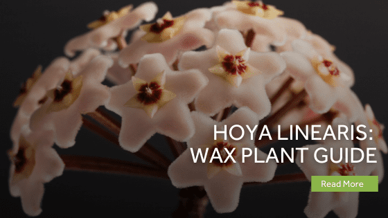 hoya linearis