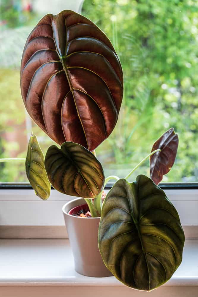 All About Alocasia Cuprea: A Care Guide 1