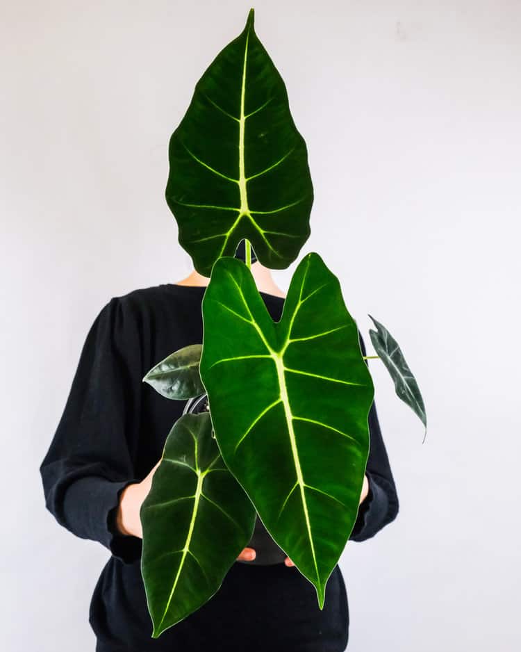 All About Alocasia Cuprea: A Care Guide 2