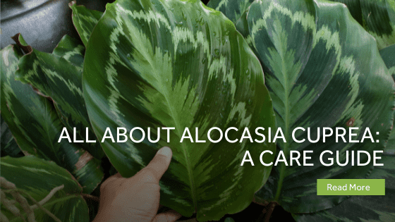 alocasia cuprea