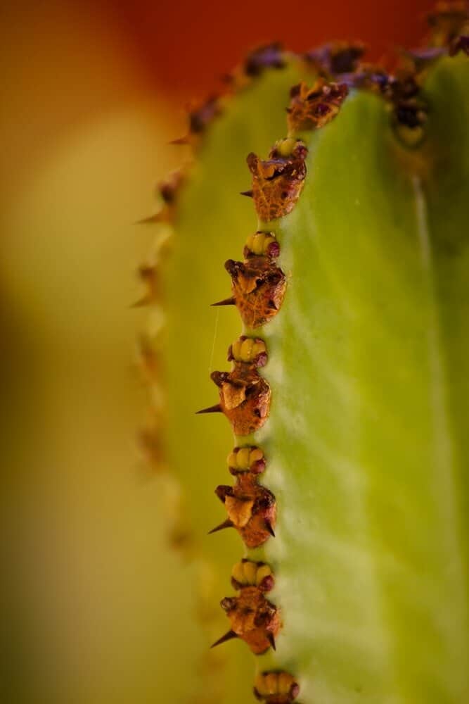 Euphorbia Ammak: African Candelabra Care Tips and Tricks 2