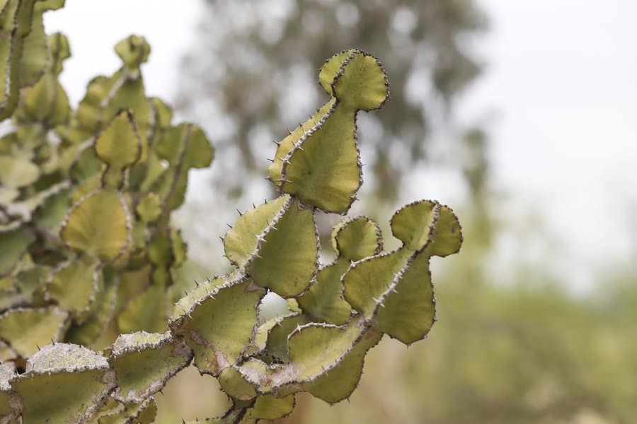 Euphorbia Ammak: African Candelabra Care Tips and Tricks 1