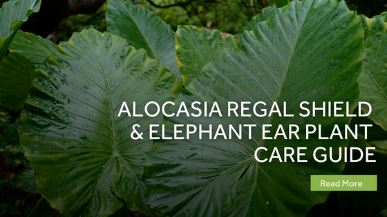 alocasia-regal-shield-elephant-ear-plant-care