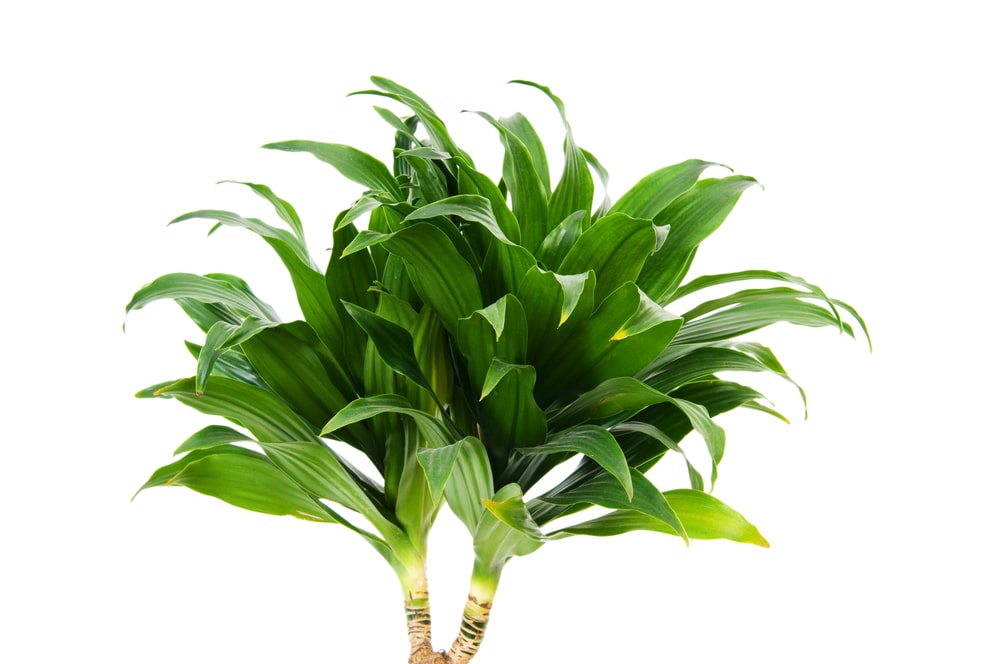 Janet Craig Compacta Care Guide: 12 Things You Need to Consider 4 Janet Craig Compacta Care Guide: 12 Things You Need to Consider 2